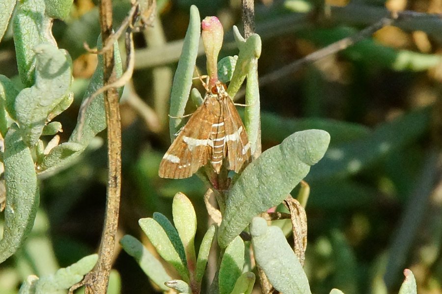 Spoladea recurvalis - Crambidae
